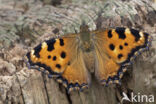 Grote vos (Nymphalis polychloros)