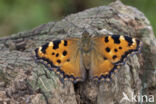 Grote vos (Nymphalis polychloros)