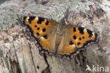 Grote vos (Nymphalis polychloros)