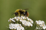 Weidehommel (Bombus pratorum)