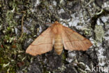 Gepluimde spanner (Colotois pennaria)