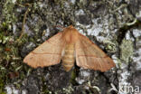 Gepluimde spanner (Colotois pennaria)