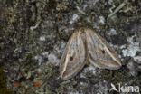 Herfstbremspanner (Chesias legatella)