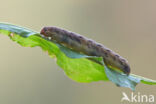 Large Yellow Underwing (Noctua pronuba)