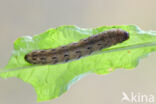 Large Yellow Underwing (Noctua pronuba)