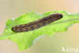 Large Yellow Underwing (Noctua pronuba)