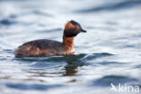 Kuifduiker (Podiceps auritus)