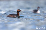 Kuifduiker (Podiceps auritus)