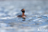 Kuifduiker (Podiceps auritus)