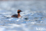 Kuifduiker (Podiceps auritus)