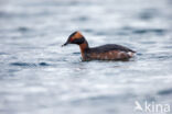 Kuifduiker (Podiceps auritus)