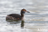 Kuifduiker (Podiceps auritus)