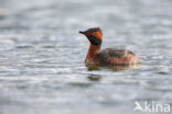 Kuifduiker (Podiceps auritus)