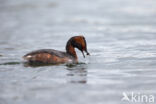 Kuifduiker (Podiceps auritus)