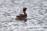 Kuifduiker (Podiceps auritus)