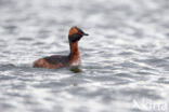 Kuifduiker (Podiceps auritus)