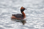 Kuifduiker (Podiceps auritus)