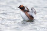 Kuifduiker (Podiceps auritus)