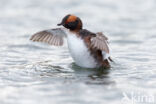 Slavonian Grebe (Podiceps auritus)