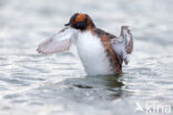 Slavonian Grebe (Podiceps auritus)