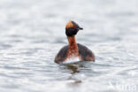 Kuifduiker (Podiceps auritus)