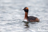 Kuifduiker (Podiceps auritus)