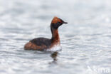 Kuifduiker (Podiceps auritus)