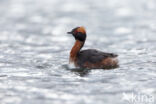 Kuifduiker (Podiceps auritus)