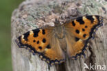 Grote vos (Nymphalis polychloros)