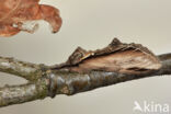 Swallow Prominent (Pheosia tremula)