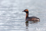 Kuifduiker (Podiceps auritus)