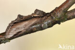 Swallow Prominent (Pheosia tremula)