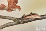 Swallow Prominent (Pheosia tremula)