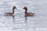 Kuifduiker (Podiceps auritus)