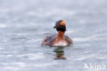 Kuifduiker (Podiceps auritus)