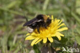 Vierkleurige koekoekshommel (Bombus sylvestris)