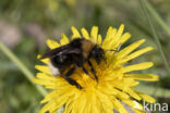 Vierkleurige koekoekshommel (Bombus sylvestris)