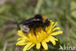 Vierkleurige koekoekshommel (Bombus sylvestris)