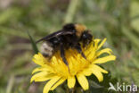 Vierkleurige koekoekshommel (Bombus sylvestris)