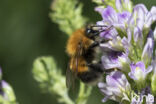 Boomhommel (Bombus hypnorum)