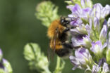 Boomhommel (Bombus hypnorum)