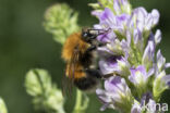 Boomhommel (Bombus hypnorum)