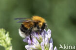 Boomhommel (Bombus hypnorum)