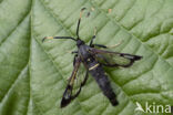 White-barred Clearwing (Synanthedon spheciformis)