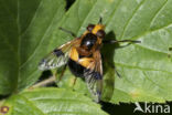 Volucella inflata