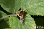 Gele Reus (Volucella inflata)