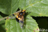 Gele Reus (Volucella inflata)