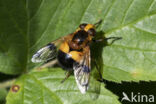 Gele Reus (Volucella inflata)