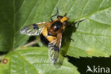 Volucella inflata