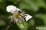 Geringelde smalboktor (Rutpela maculata)